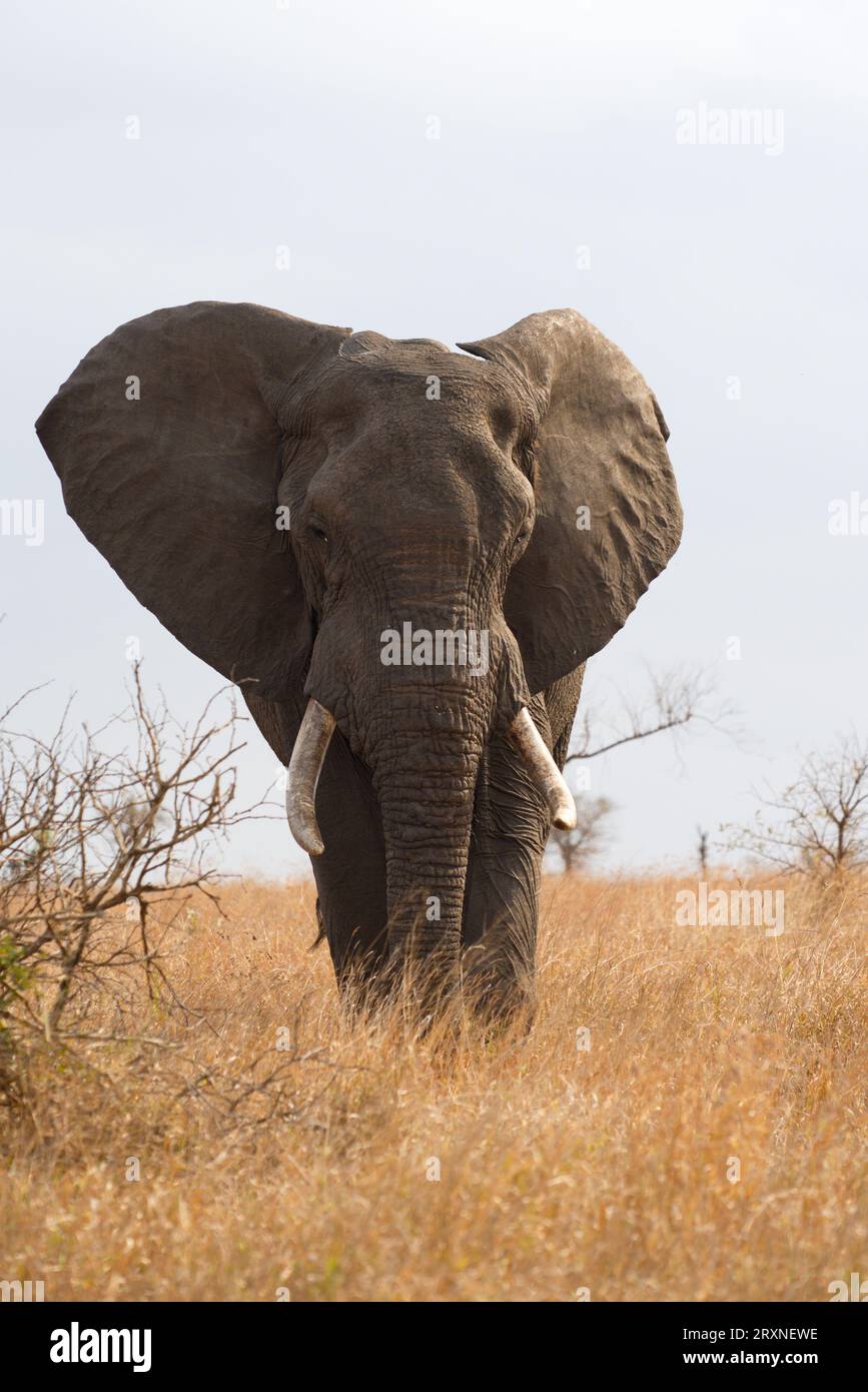 Afrikanischer Elefant. Elefante africano Stockfoto