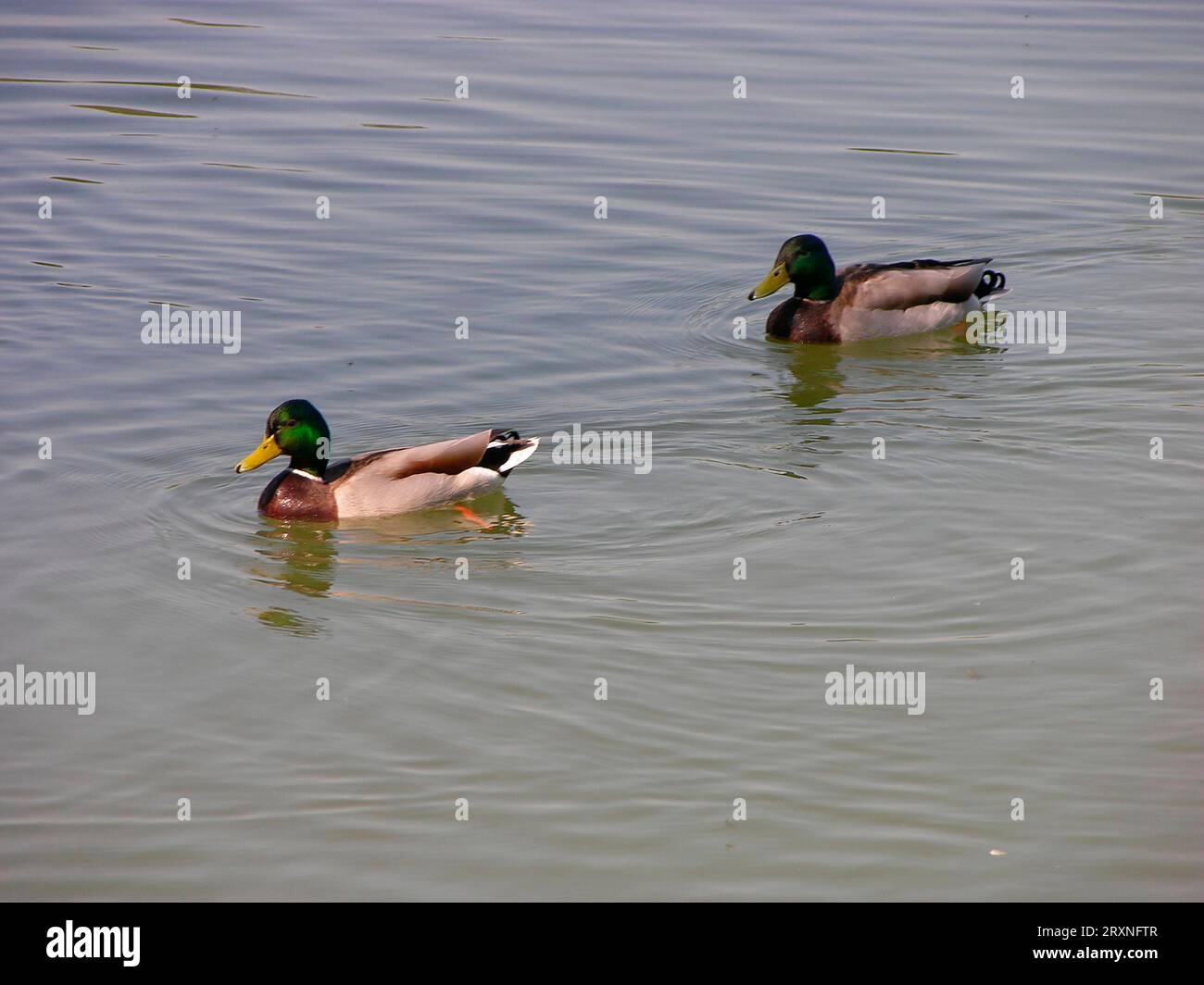 2 Enten im Wasser Stockfoto