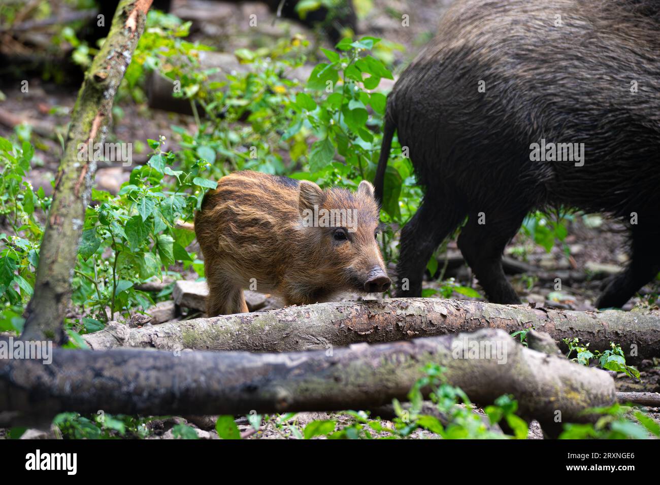 Wildschwein (Sus scrofa), Fresken zwischen totem Holz, Nationalpark Kellerwald-Edersee, Hessen, Deutschland Stockfoto