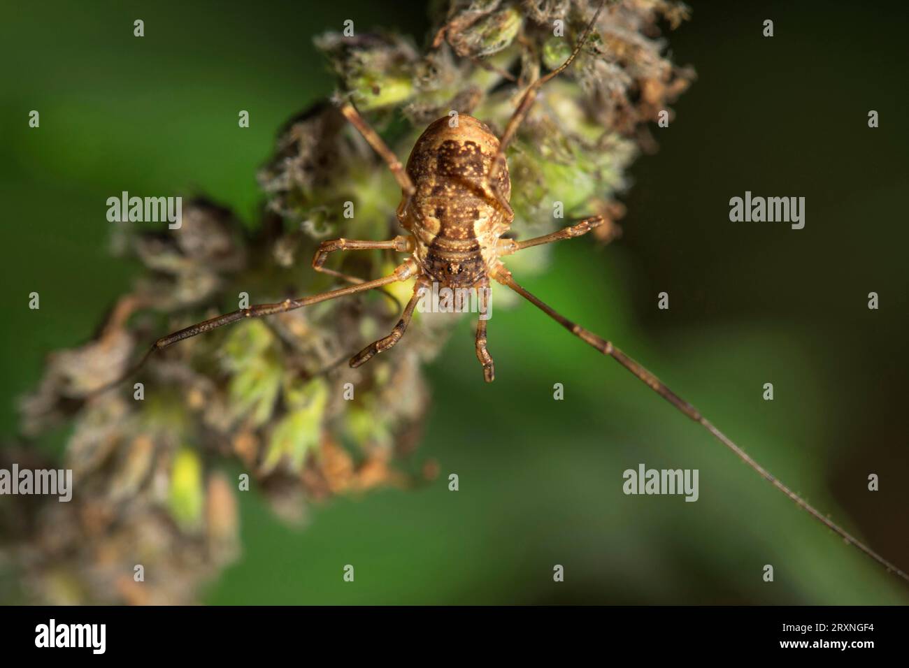 Großer Sattelrücken (Odiellus spinosus), Weberfalken-Motte auf Blume der Pferdeminze (Mentha longifolia), Baden-Württemberg, Deutschland Stockfoto