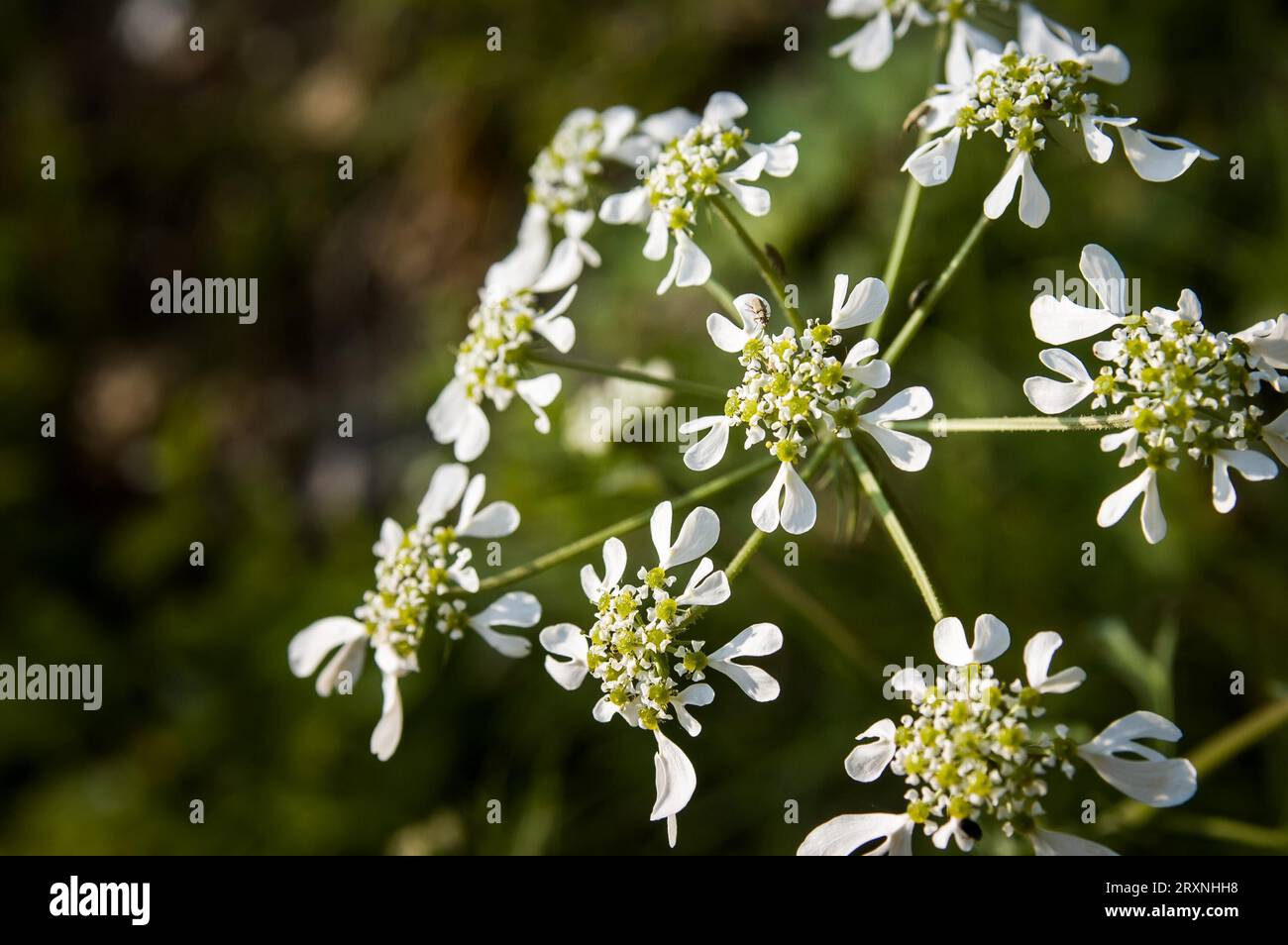 Nahaufnahme einer (Tordylium Apulum) Blume aus der Familie der Apiaceae Stockfoto