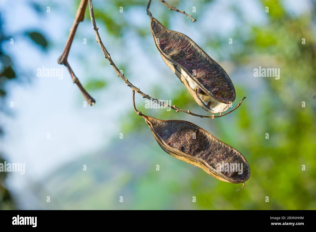 Zwei trockene Akazie Schoten mit Samen im Inneren Stockfoto
