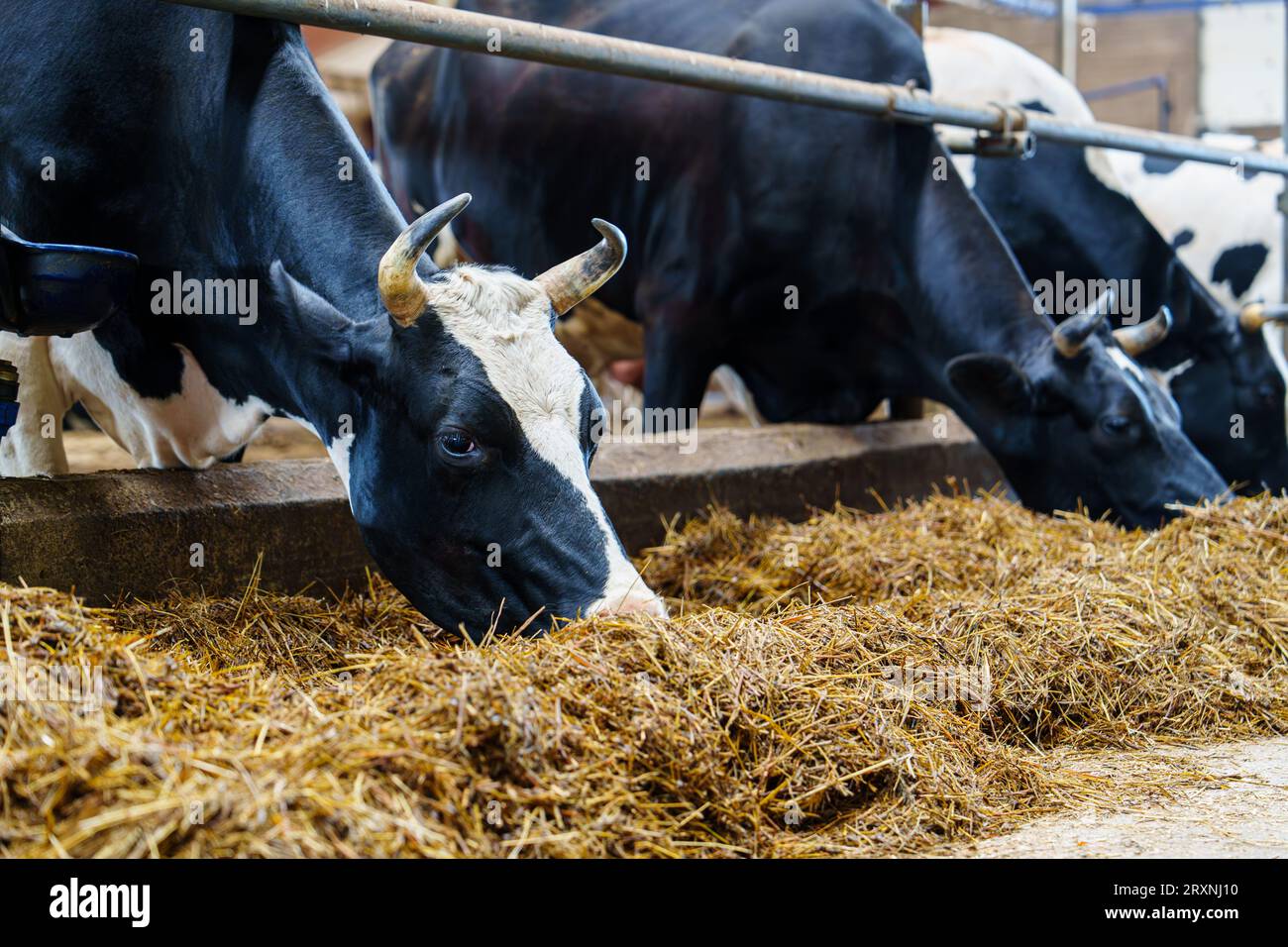 Landwirtschaftliches Konzept, Tagebuch-Kühe fressen Heu im modernen Freiviehstall Stockfoto