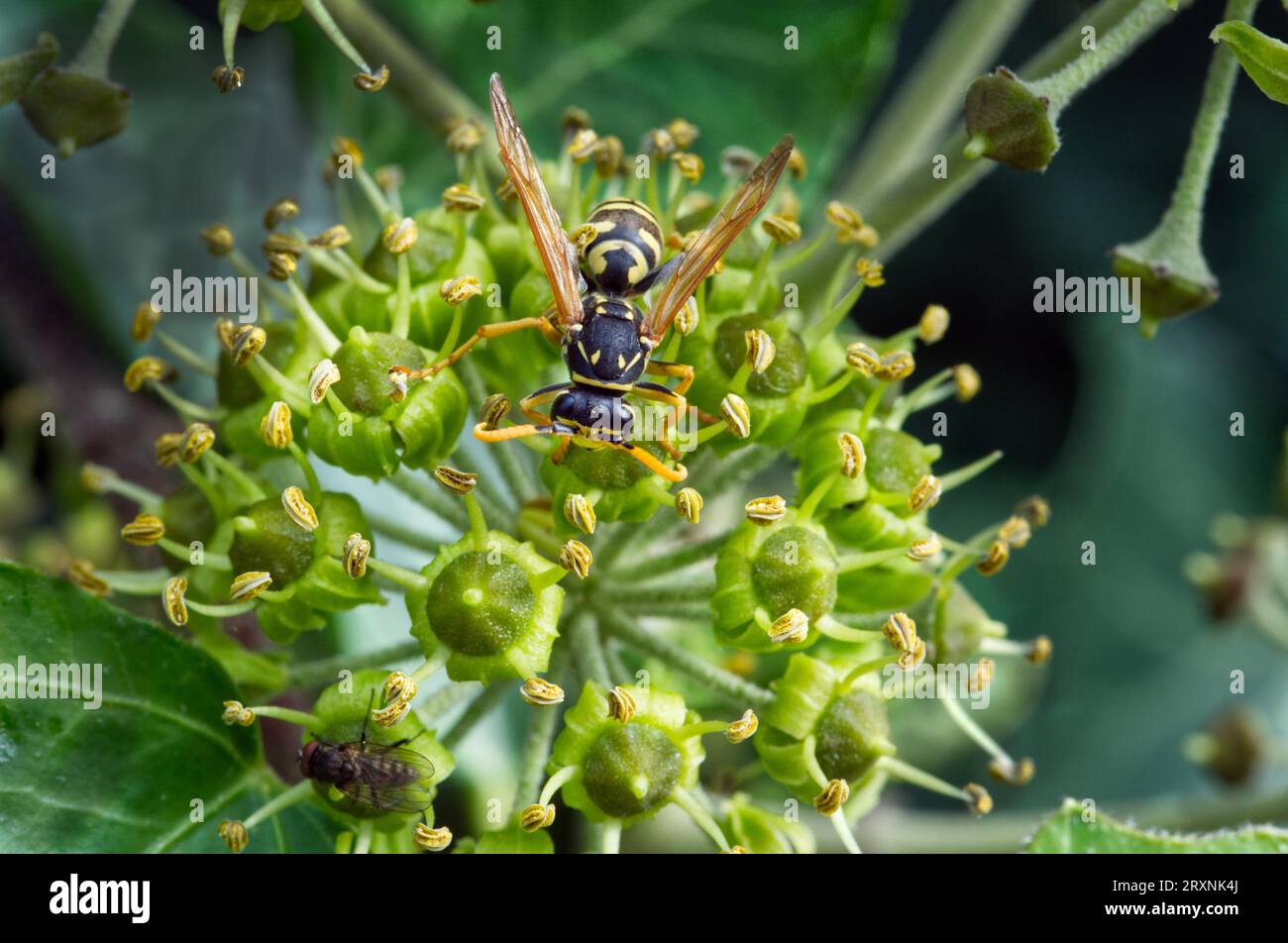 Wespe (Vespinae) am Gemeinen Efeu (Hedera helix) Stockfoto