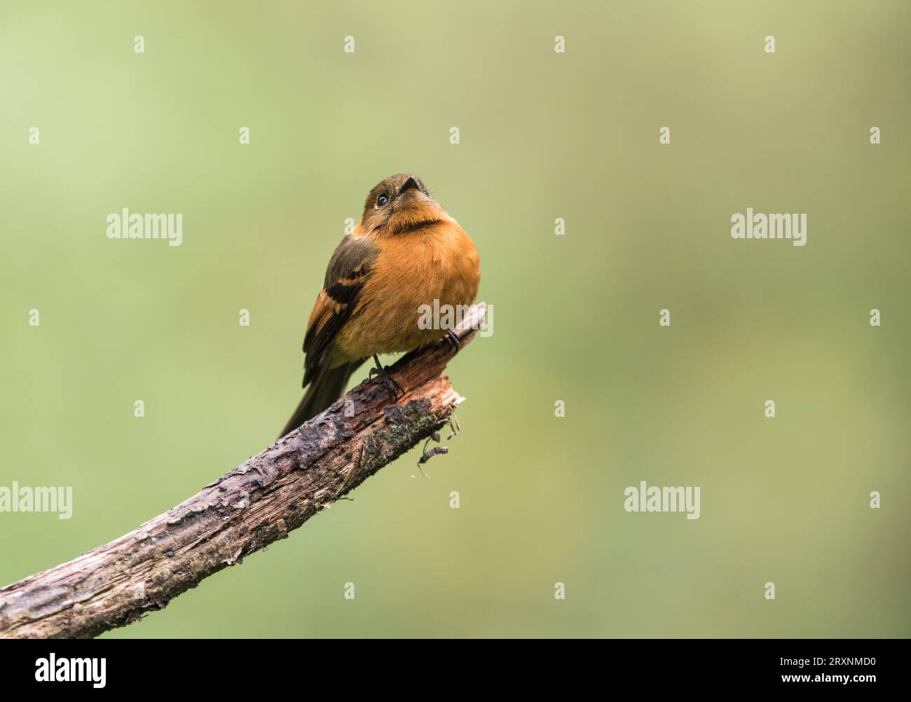Zimt-Flycatcher (Pyrrhomyias cinnamomeus) thront in einem Baum in der San Isidro Lodge, Ecuador Stockfoto