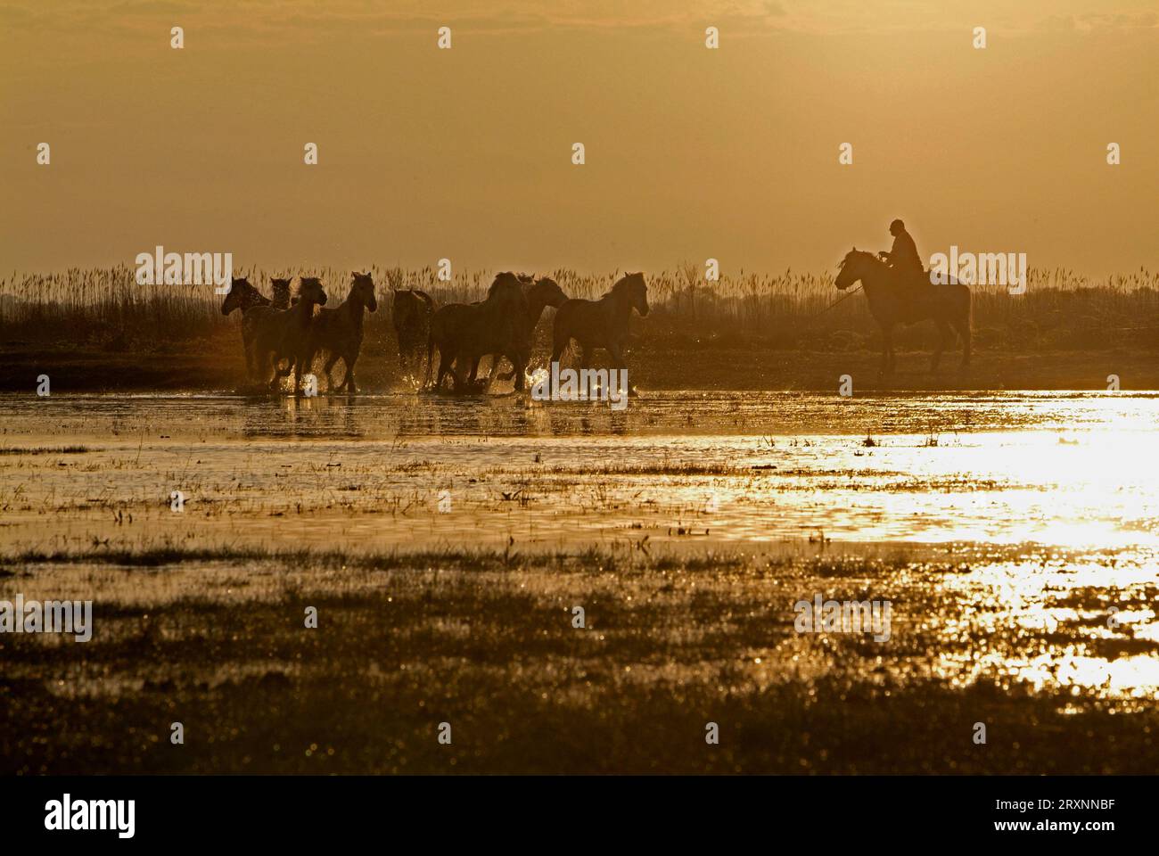 Wächter mit Camargue-Pferden im Sumpfgebiet, Camargue, Provence, Südfrankreich Stockfoto