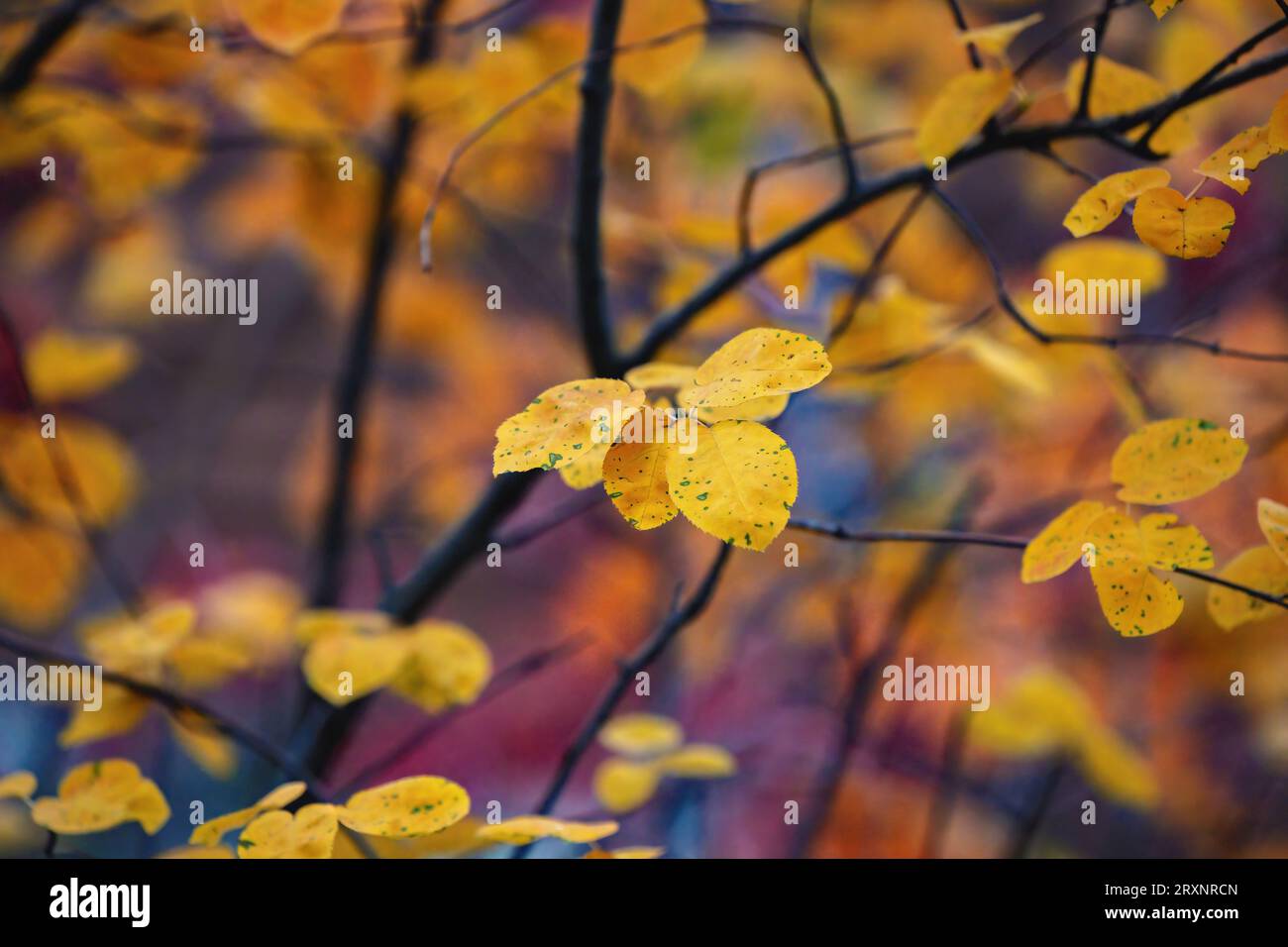 Eine Gruppe hellgelber Blätter vor einem weichen, farbenfrohen Hintergrund im Herbst. Stockfoto