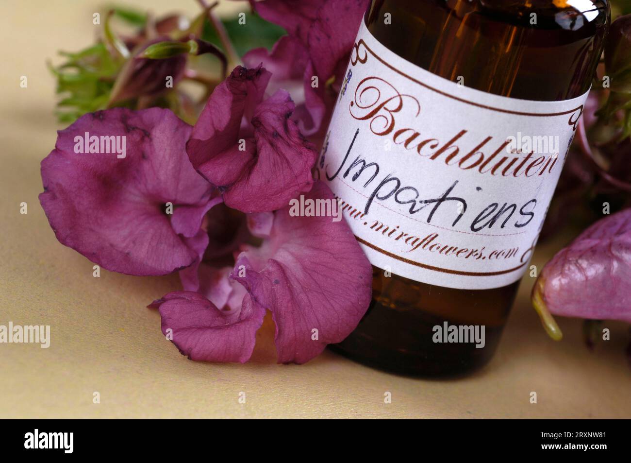 Flasche mit Bachblüten Stock Remedy 'Himalaya Balsam', Flasche mit Bachblüten Tropfen, 'Indian (Impatiens glandulifera) Balsam', Drüsenbalsam Stockfoto