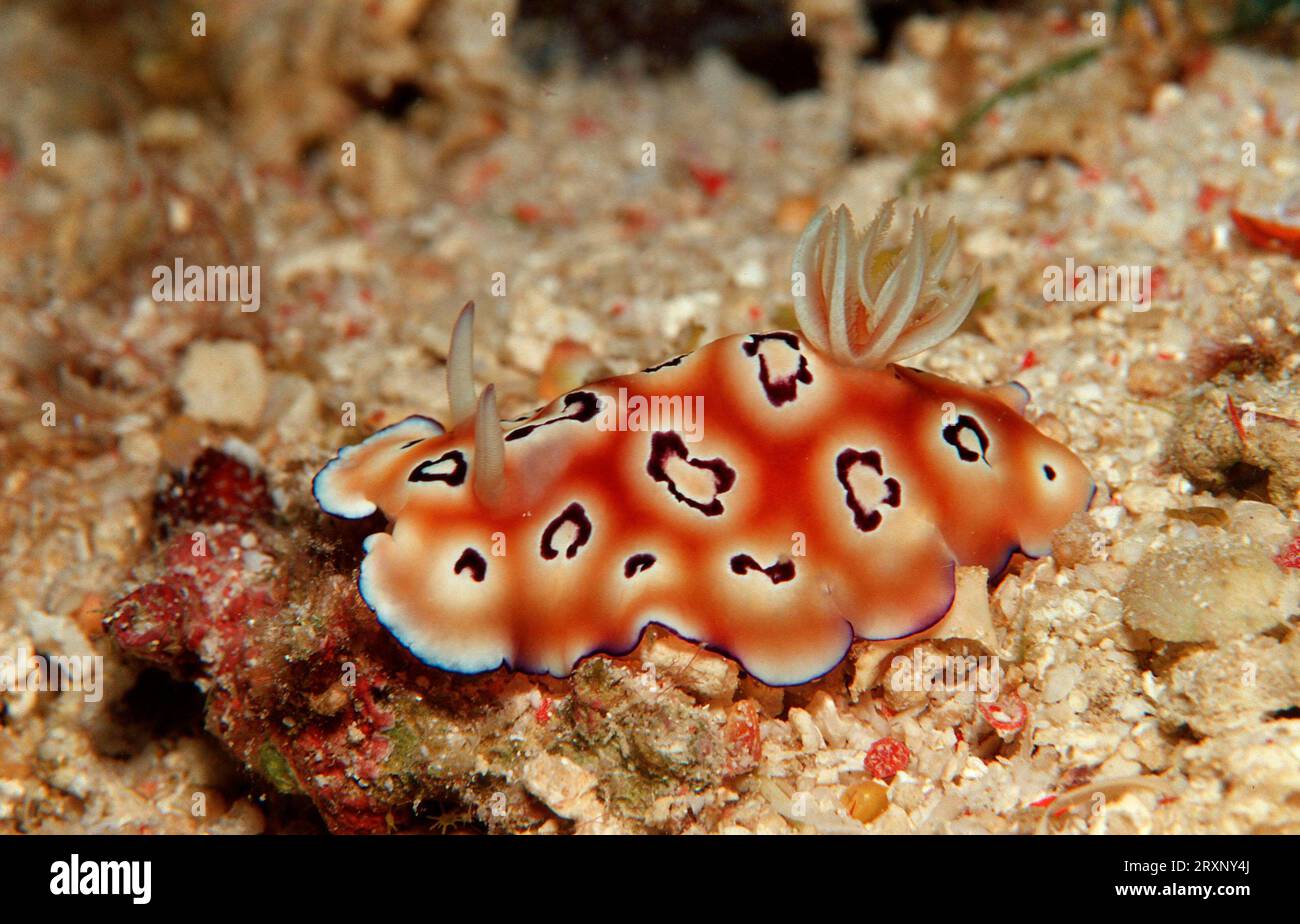 Leopardenschnecke, Boholmeer, Philippinen (Chromodoris leopardus), prächtige Sternschnecke, Boholmeer, Nacktschnecke, Leopardensternschnecke, Meer Stockfoto