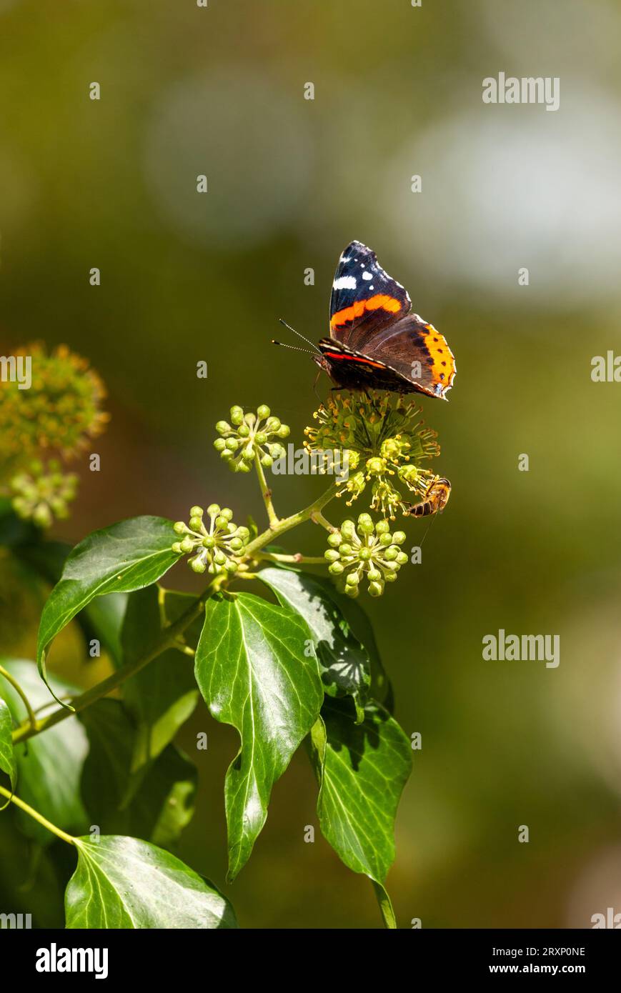 Rotadmiral-Schmetterling (Vanessa atalanta), der sich Anfang September in Schottland von Efeu ernährt Stockfoto