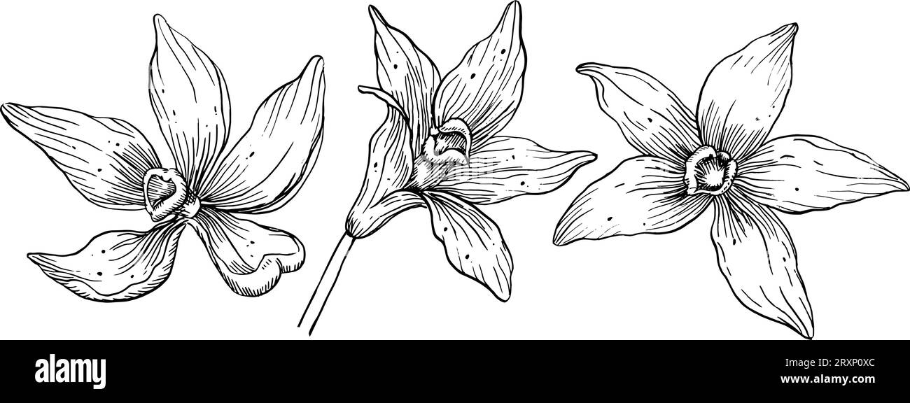 Vanilleblüten-Set. Handgezeichnete Vektorillustration von Orchideenpflanzen auf isoliertem Hintergrund. Entnahme von pflanzlichen Zutaten zum Kochen. Geblümtes Paket im Stil von Strichgrafiken mit schwarzen Tinten. Stock Vektor
