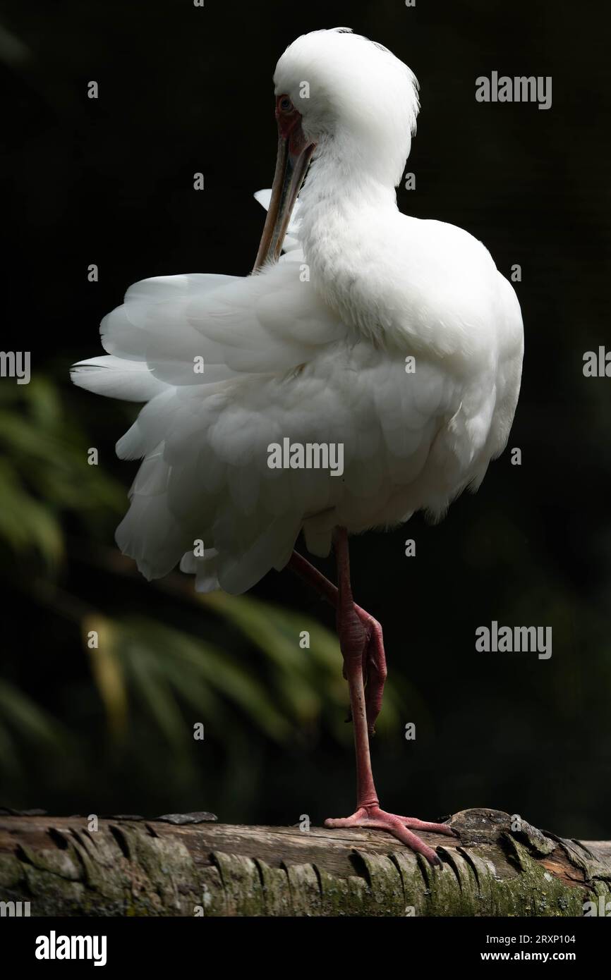Weißer Löffelschnabel, der Federn vorzieht, während er auf Holzholz bei Martin Mere thront Stockfoto