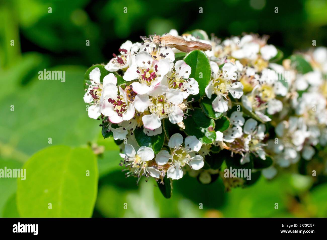 Nahaufnahme der weißen Blüten eines kleinen Strauchs, möglicherweise eines Cotoneasters, möglicherweise eines Cotoneaster dammeri. Stockfoto