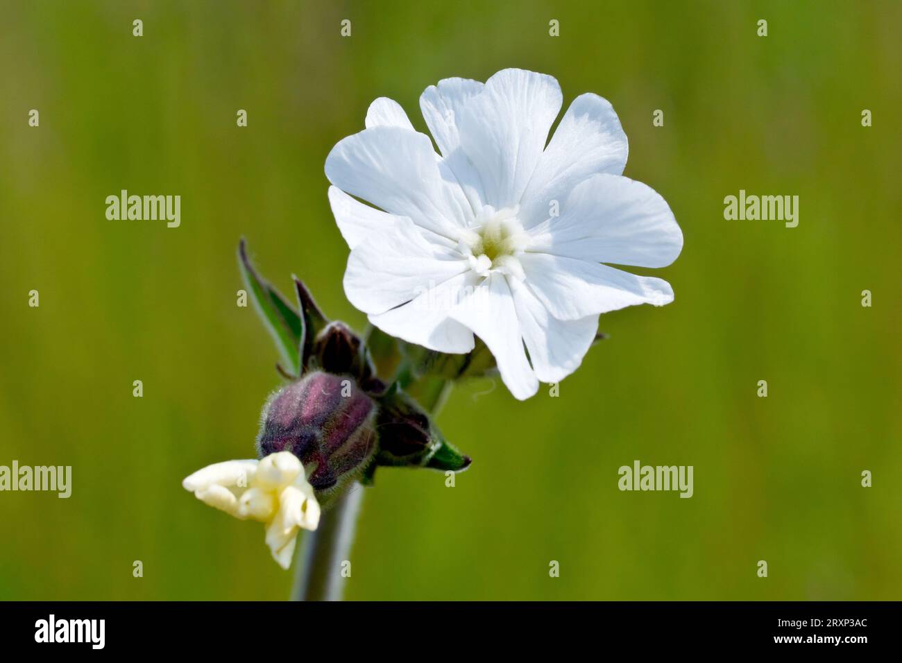 Weißer Campion (silene alba), Nahaufnahme einer einsamen weiblichen Blume der Pflanze, isoliert vor einem glatten grünen Hintergrund. Stockfoto