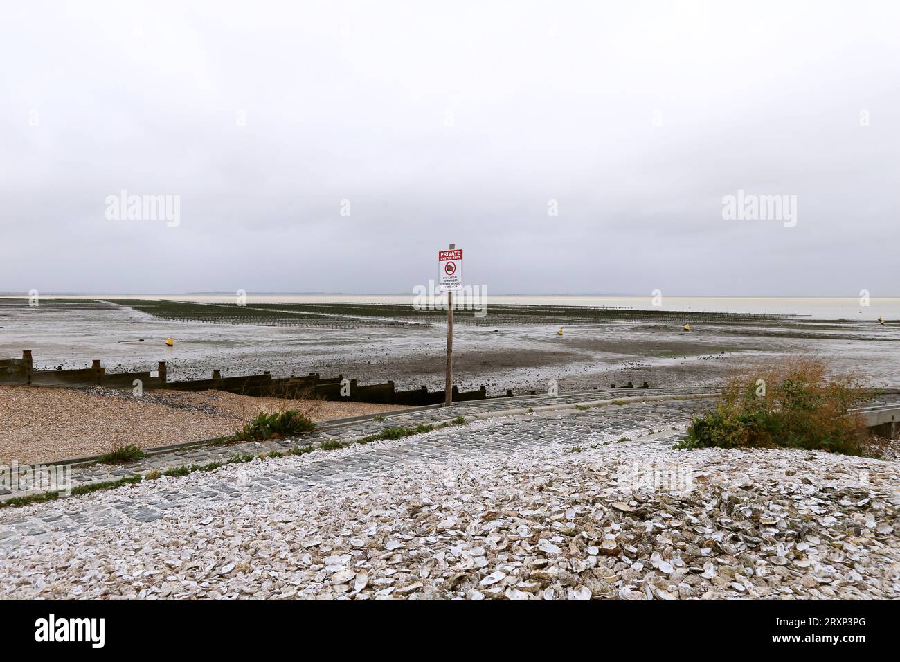 Haufen von ausgeworfenen Austernschalen, mit Austernbeeten bei Ebbe, Whitstable, Kent, England, Großbritannien, Großbritannien, Großbritannien, Europa Stockfoto