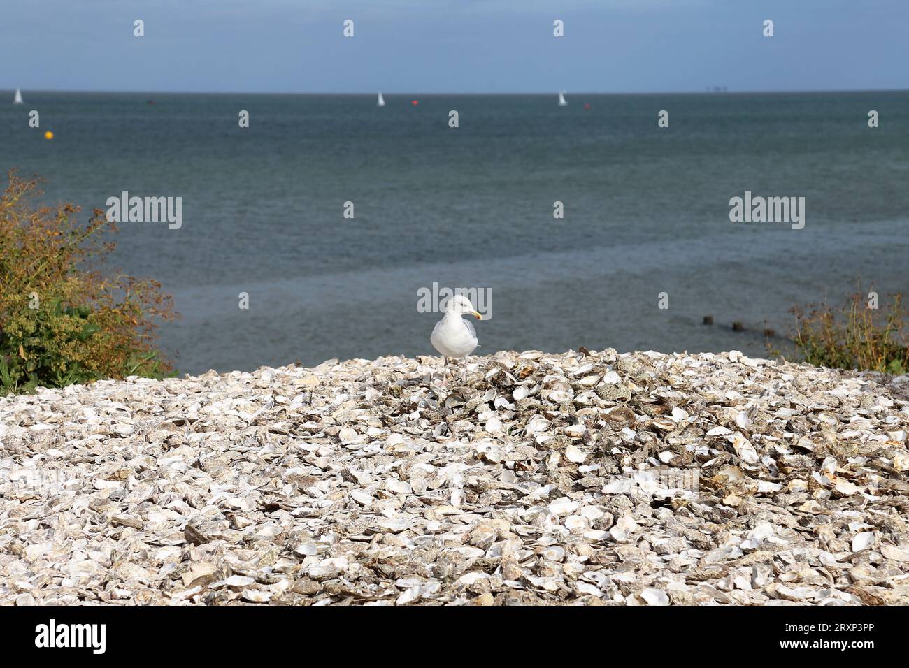 Haufen ausgeworfener Austernschalen, Whitstable, Kent, England, Großbritannien, Großbritannien, Großbritannien, Europa Stockfoto