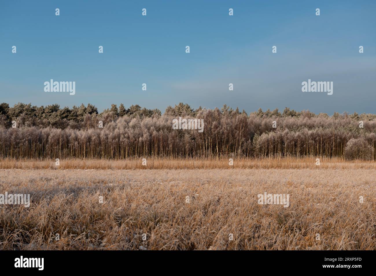 Wald in Winterlandschaft, frostiger Tag Stockfoto