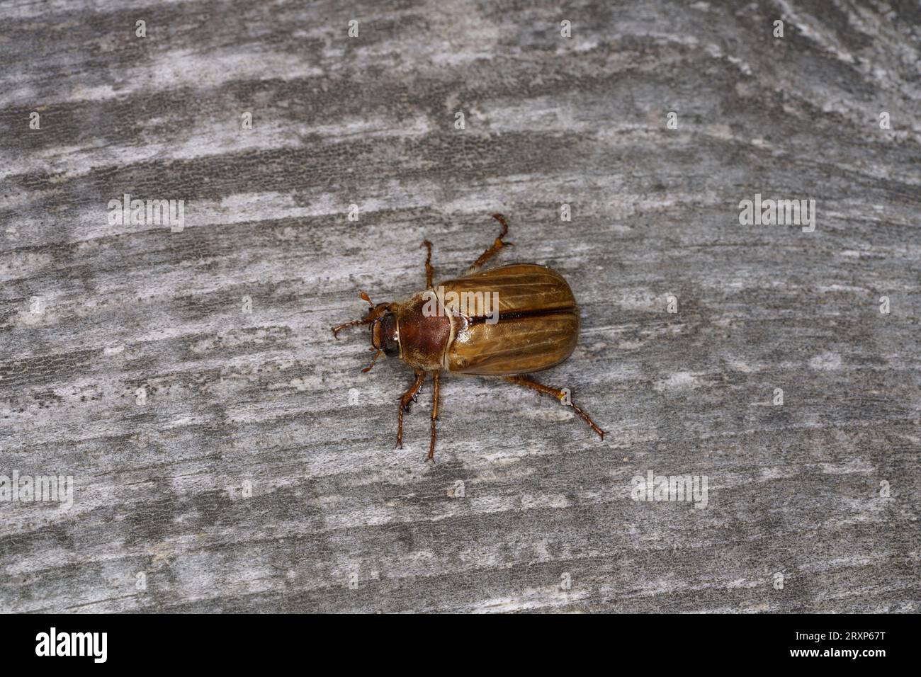 Amphimallon solstitiale Familie Scarabaeidae Gattung Amphimallon Sommer Chafer Europäischer juni Käfer wilde Natur Insektenfotografie, Bild, Tapete Stockfoto