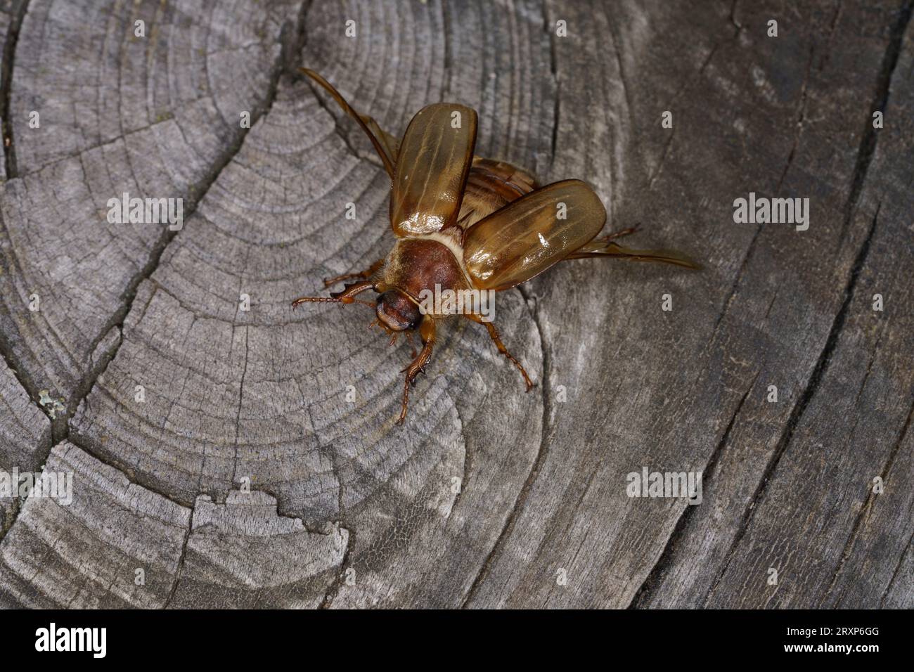 Amphimallon solstitiale Familie Scarabaeidae Gattung Amphimallon Sommer Chafer Europäischer juni Käfer wilde Natur Insektenfotografie, Bild, Tapete Stockfoto