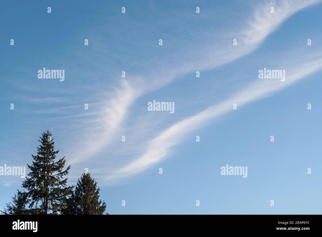 Friedliche Winterszene mit wabernden, dünnen weißen Wolken, die einen blauen Himmel überqueren; die Spitze der immergrünen Bäume zeigt in Vancouver, Kanada, zum Himmel. Stockfoto