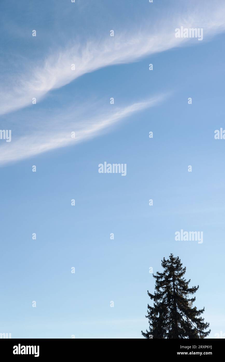 Friedliche Winterszene mit dünnen weißen Wolken, die einen blauen Himmel überqueren; die Spitze eines immergrünen Baumes zeigt in Vancouver, Kanada, zum Himmel. Stockfoto