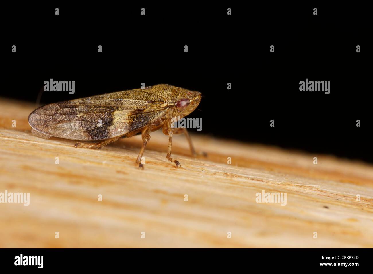 Aphrophora alni Familie Aphrophoridae Gattung Aphrophora Erle Spittle Bug Wildnis Insektentapete, Fotografie, Bild Stockfoto