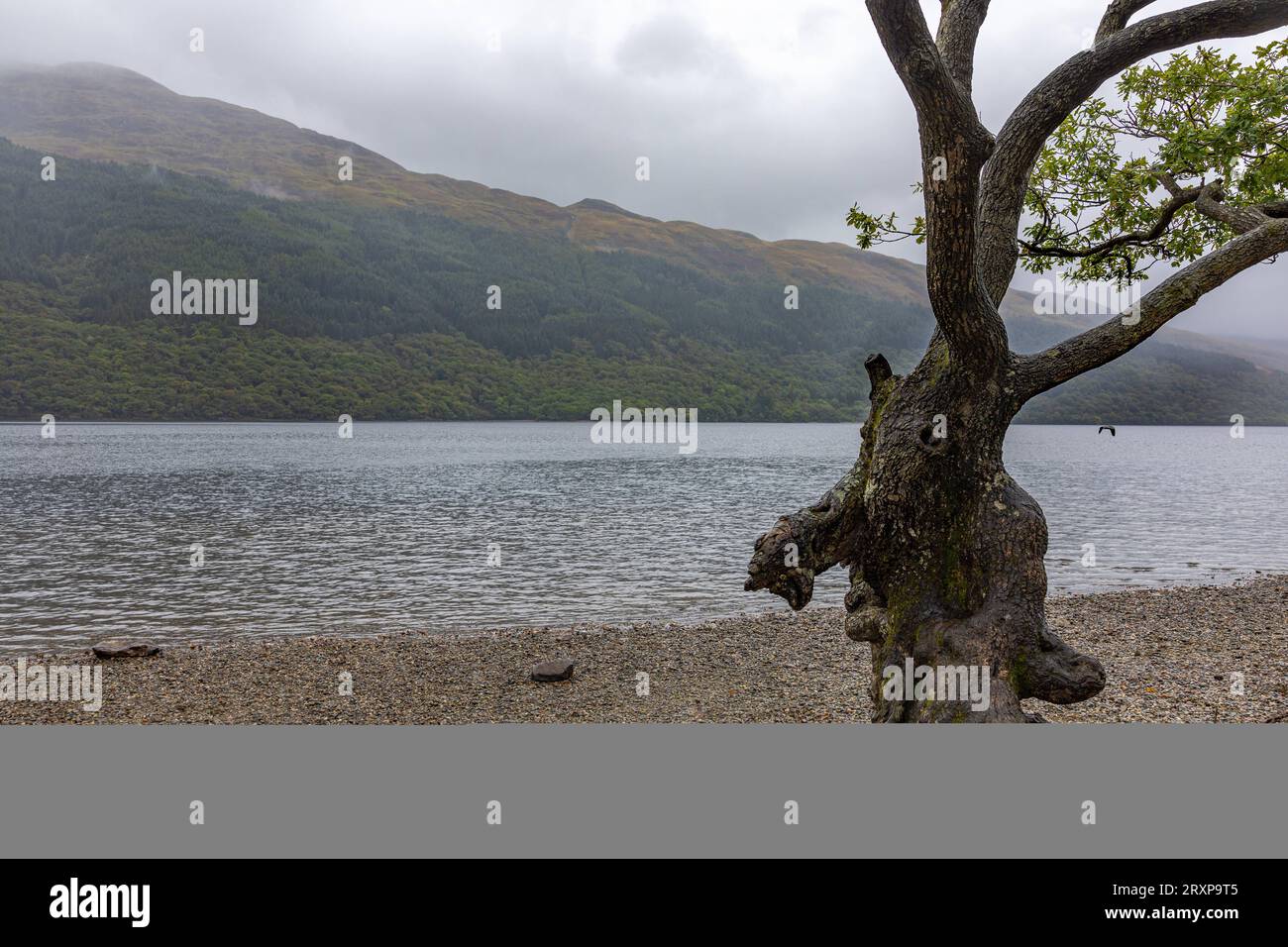 Der oft besungene Loch Lomond, wie hier am Firkin Point ist mit seinen 71 Quadratkilometern der flächenmäßig größten See in Schottland und Großbritannien 19.09.2023 Loch Lomond Firkin Point Schottland Großbritannien *** die oft über Loch Lomond gesungen werden, wie hier am Firkin Point, ist mit seinen 71 Quadratkilometern der größte See in Schottland und Großbritannien 19 09 2023 Loch Lomond Firkin Point Scotland Großbritannien Credit: Imago/Alamy Live News Stockfoto