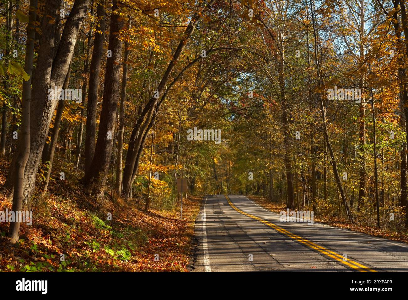 Eine Landstraße führt durch einen herbstlichen Wald im Nordosten von Ohio Stockfoto
