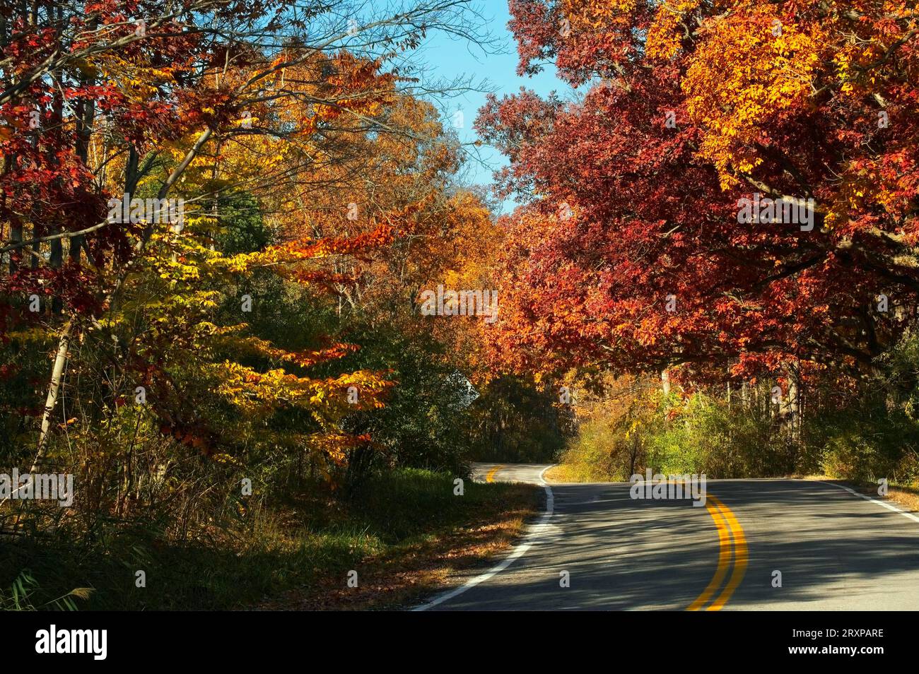 Im Nordosten von Ohio kurvt eine Landstraße durch buntes Herbstlaub. Stockfoto