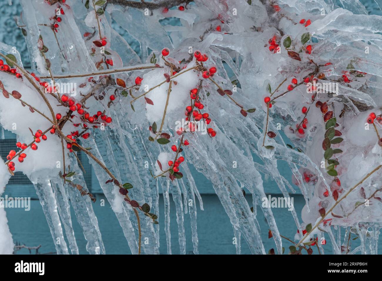 Lange zerklüftete Eiszapfen hängen schräg an einem schneebedeckten Busch in Vancouver, Kanada. Rote Beeren werden im Eis vor türkisfarbenem Hintergrund gefroren Stockfoto