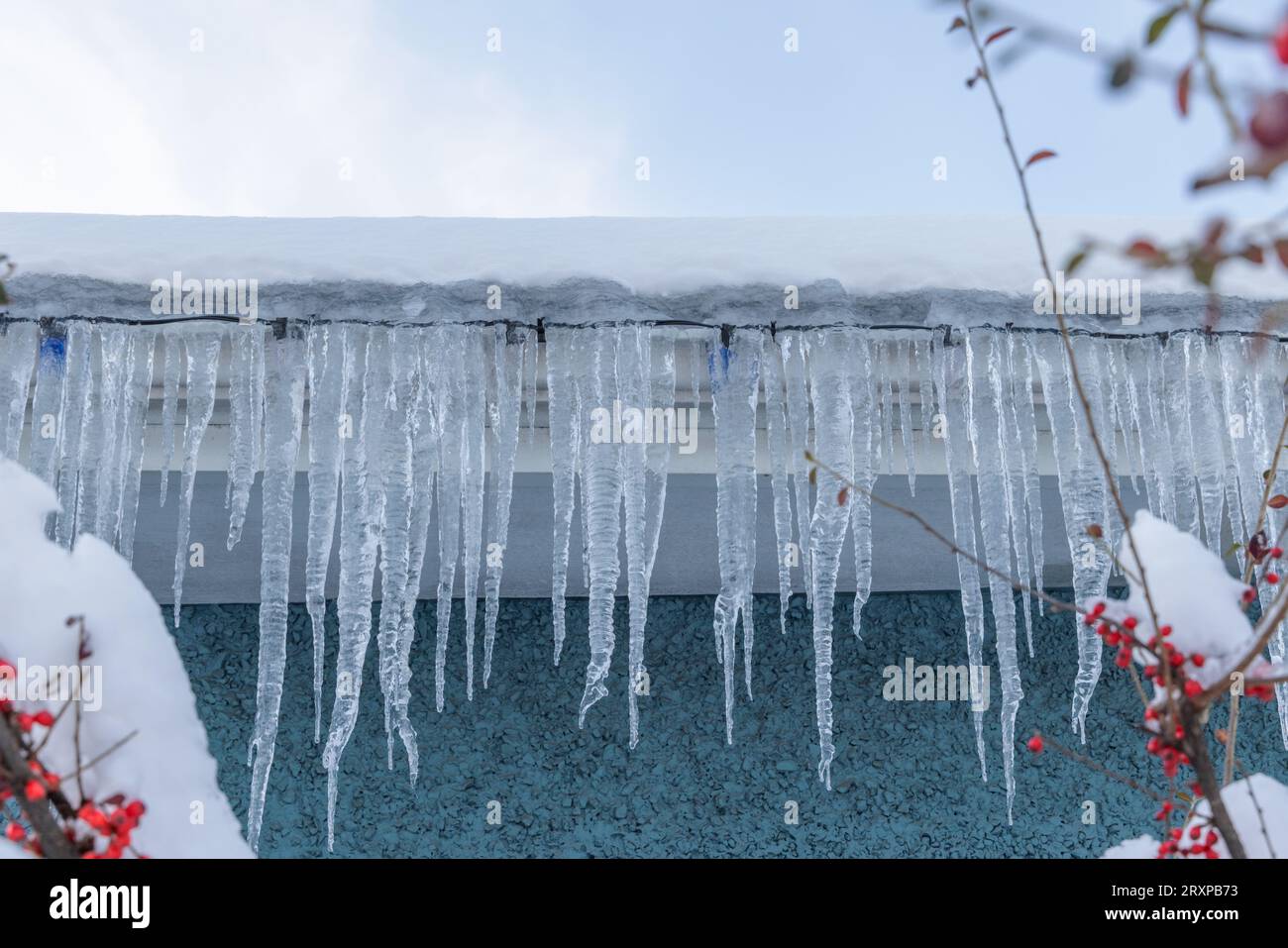 Lange zerklüftete Eisräder hängen von einem schneebedeckten Dach in Vancouver, Kanada. Rote Beeren auf einem verschneiten Busch stehen im Vordergrund Stockfoto