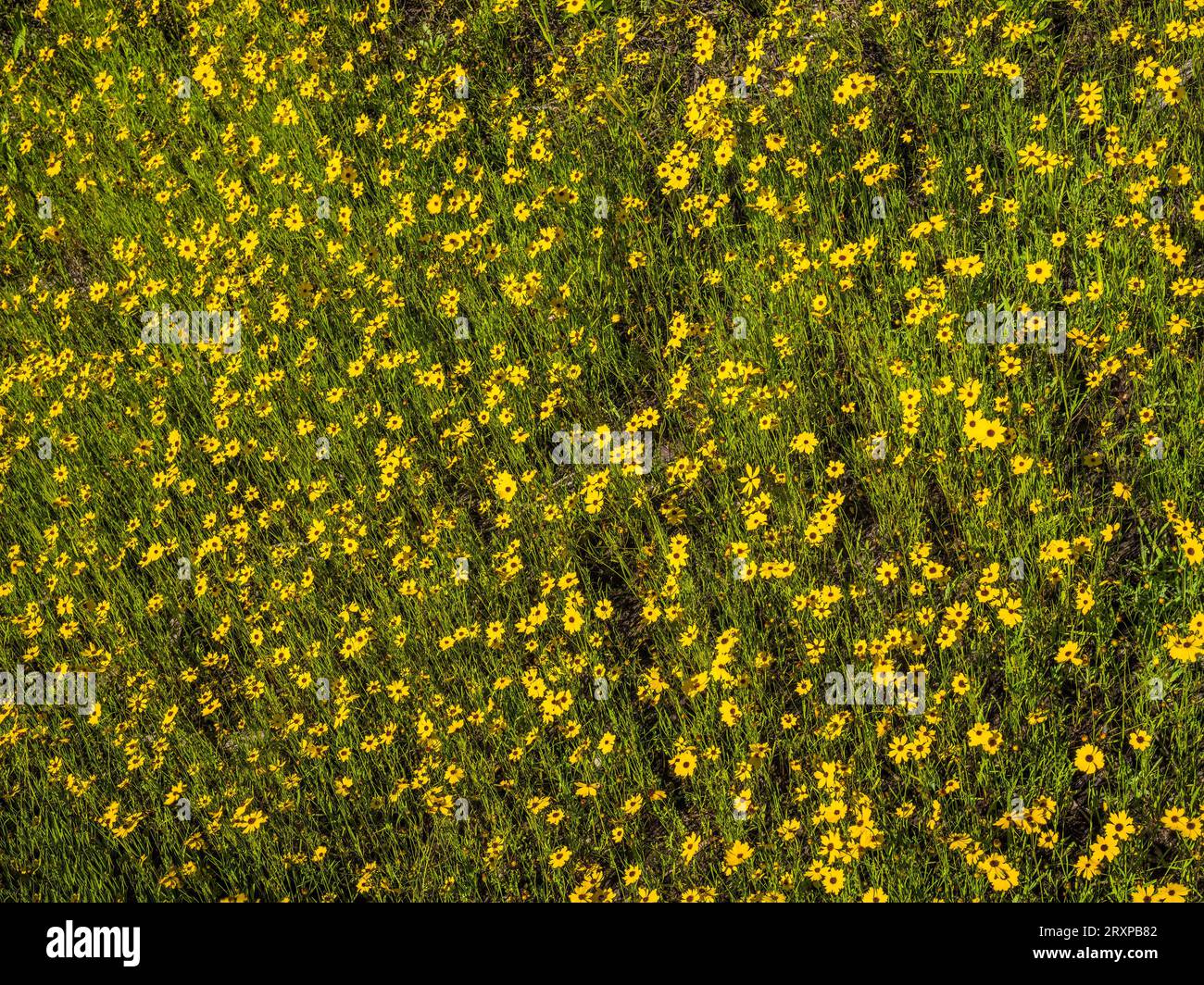 Tickseed blüht auf der Sommerwiese Stockfoto