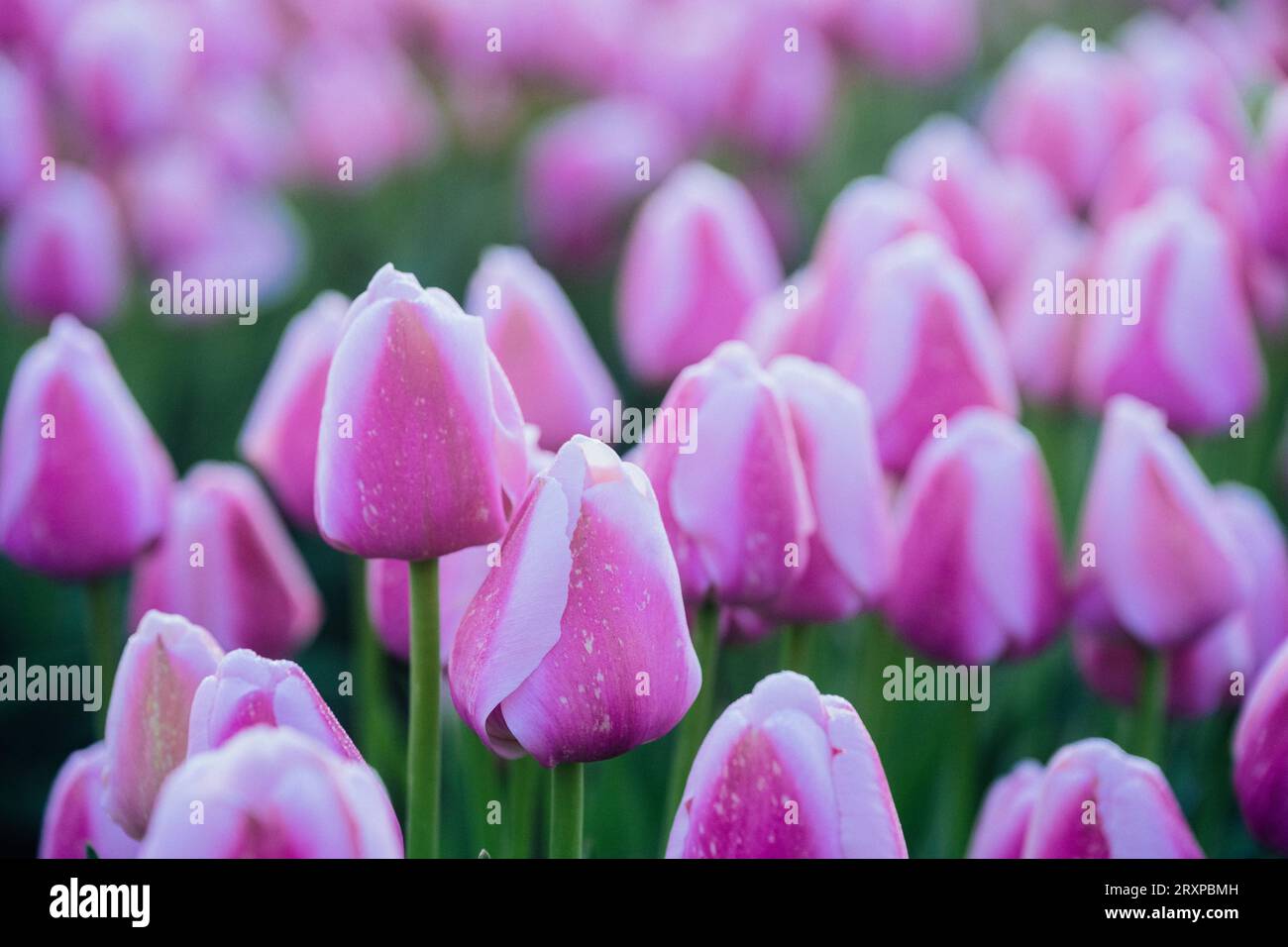 Nahaufnahme von lila blühenden Tulpen Stockfoto