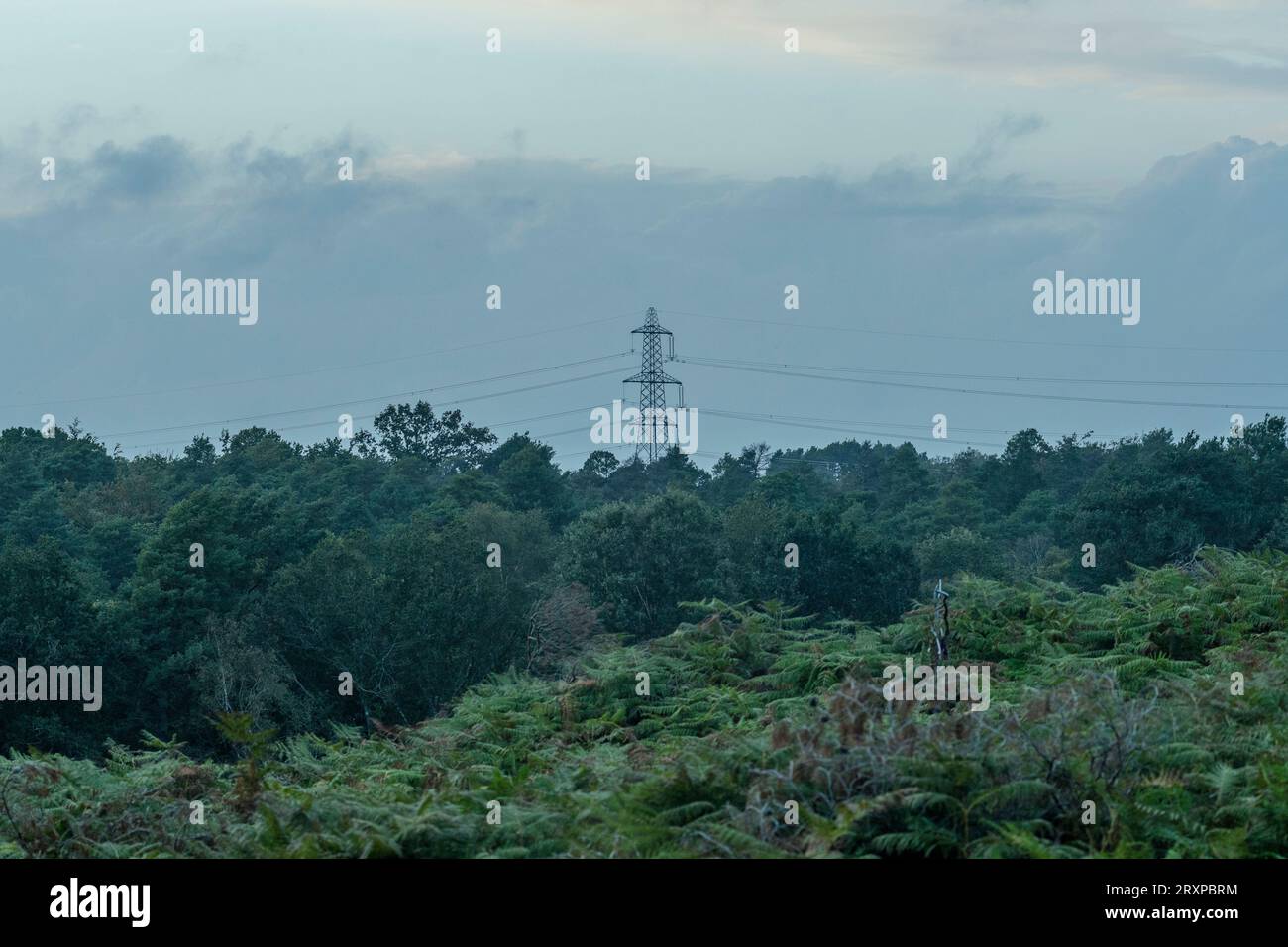 National Grid Pylon in Hampshire Countryside, UK Stockfoto