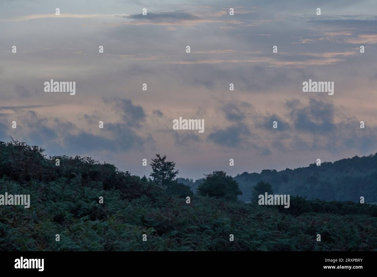 Neue Waldlandschaft im September mit rauchigen Abendhimmel Stockfoto