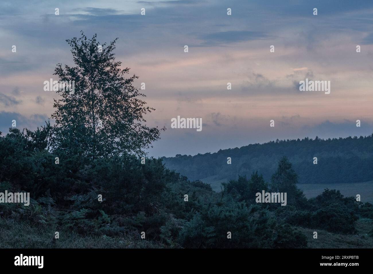 Neue Waldlandschaft im September mit rauchigen Abendhimmel und Baum Stockfoto
