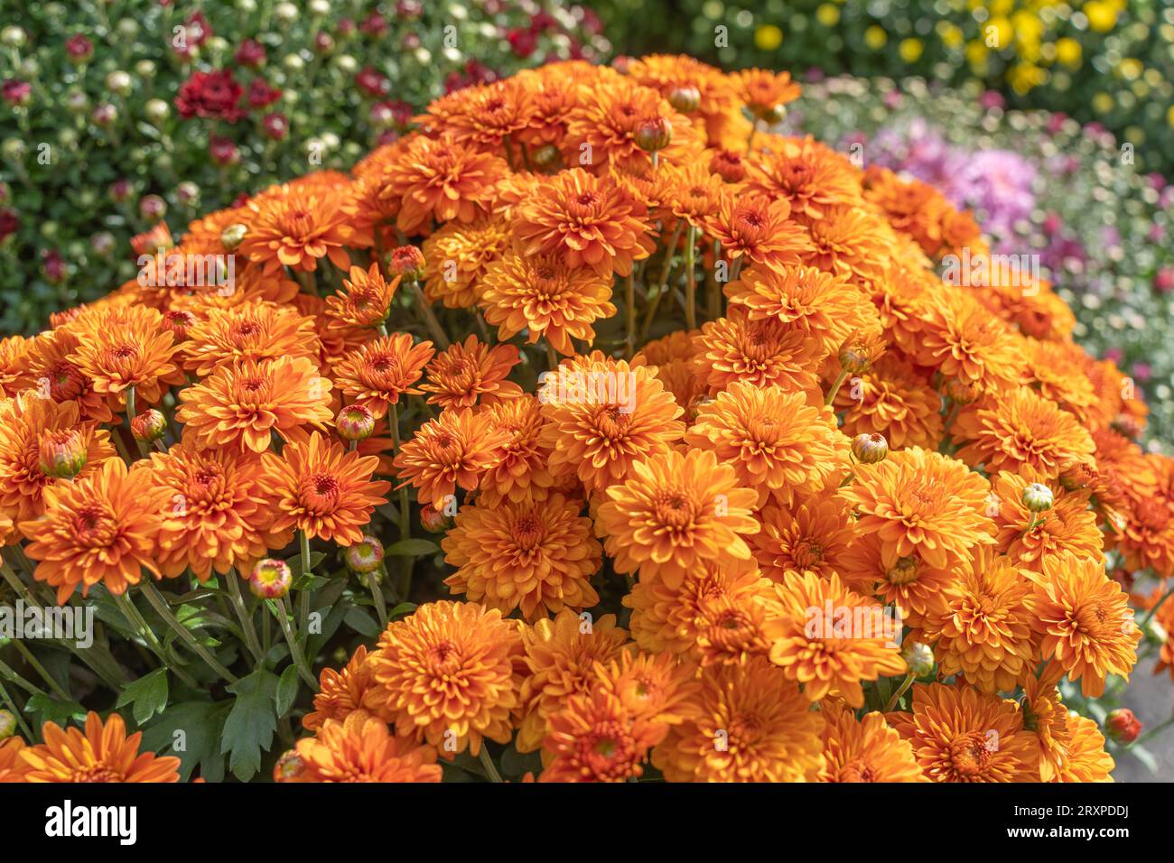 Leuchtend orangefarbene Mütter blühen rechtzeitig für die Herbstferien Stockfoto