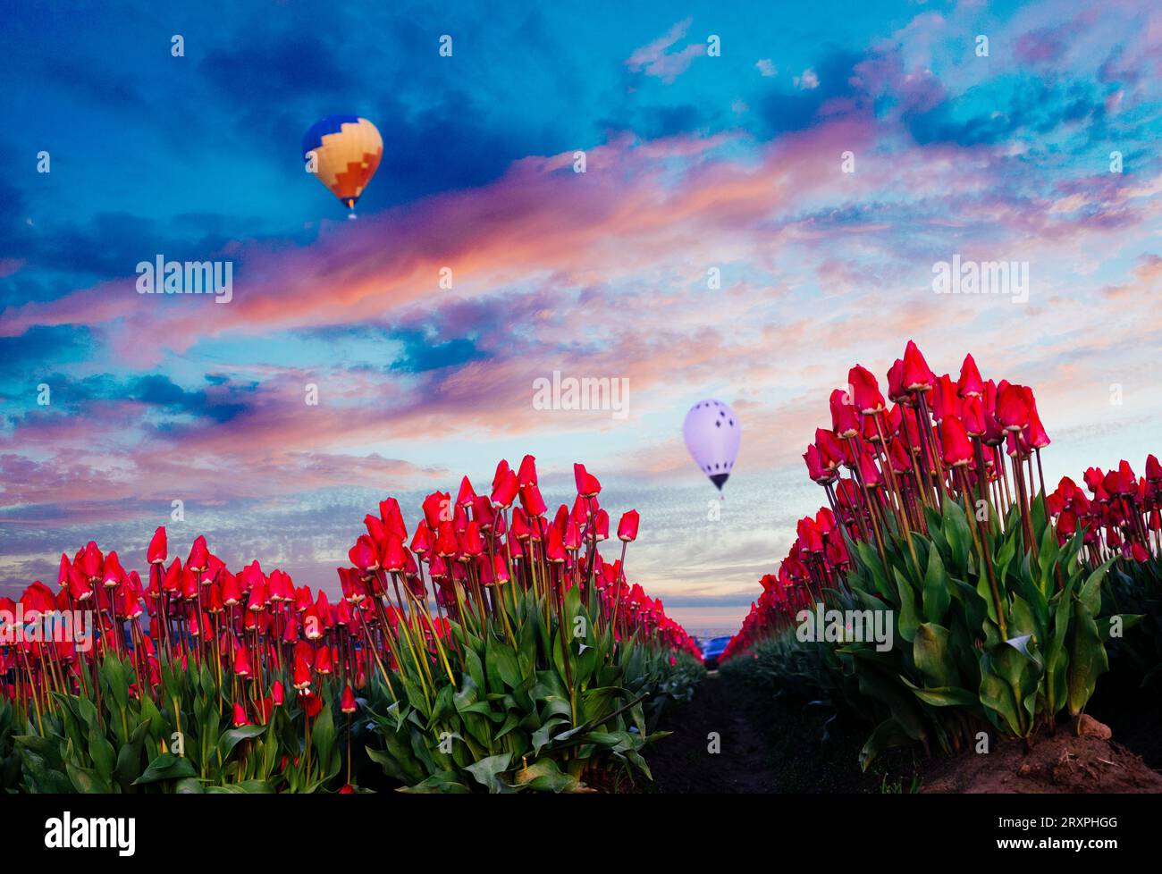 Heißluftballons fliegen in der Abenddämmerung gegen Reihen rot blühender Tulpen Stockfoto