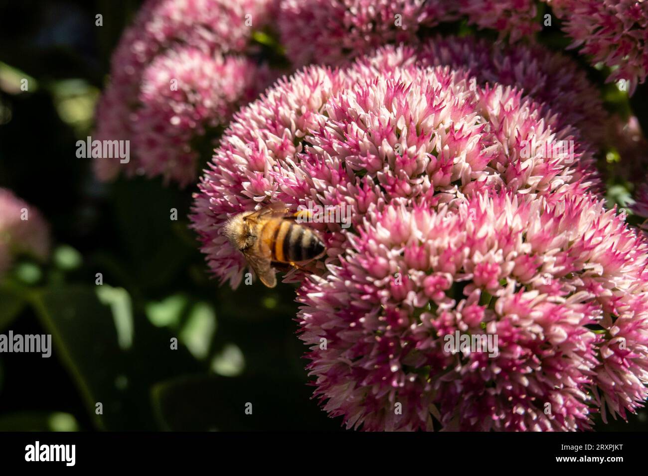 Close-up einer Biene, die Pollen an einer blühenden Blume erntet, 2023, Vereinigte Staaten Stockfoto