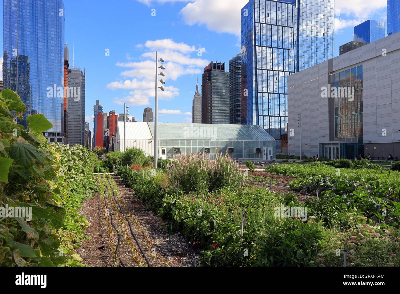 Eine 1 Hektar große städtische Farm und ein Gewächshaus auf dem Javits Center in New York City. Die Dachfarm wird von Brooklyn Grange verwaltet (siehe Zusatzinformationen) Stockfoto
