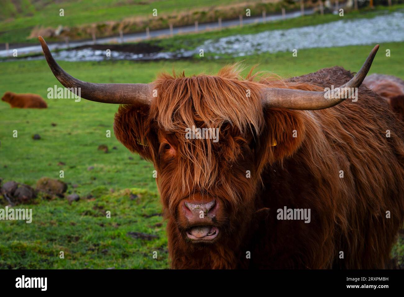 Eine Hochlandkuh, die direkt in die Kamera blickt. Aufgenommen in Inverness Schottland. Heelan Coo. Stockfoto