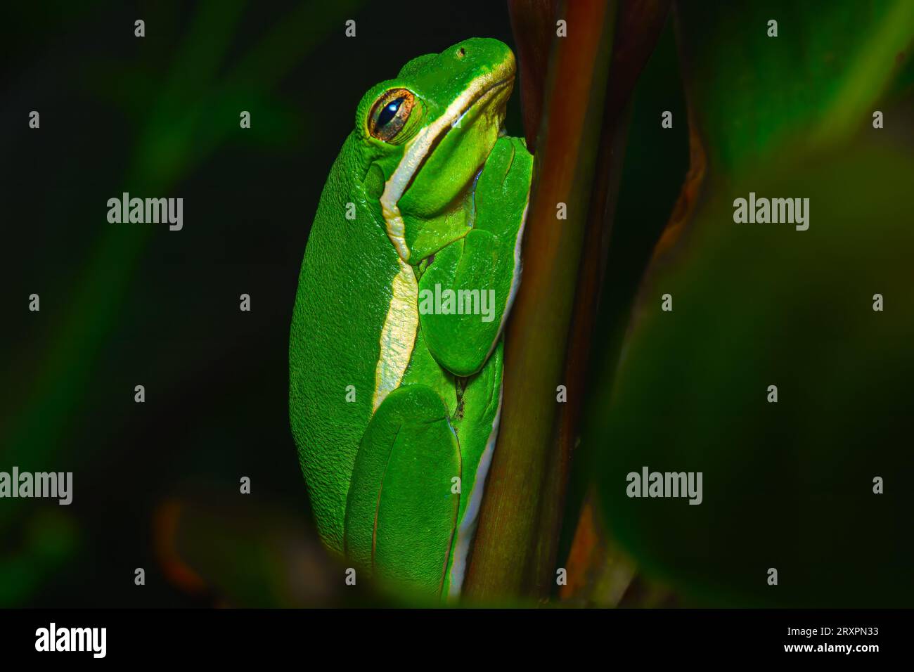 Florida Tree Frog, der sich an einem Pflanzenstamm festhält Stockfoto