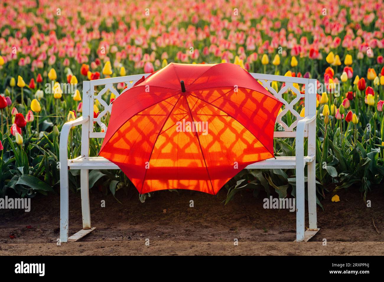 Roter Regenschirm, der auf einer Bank vor dem Tulpenfeld liegt Stockfoto