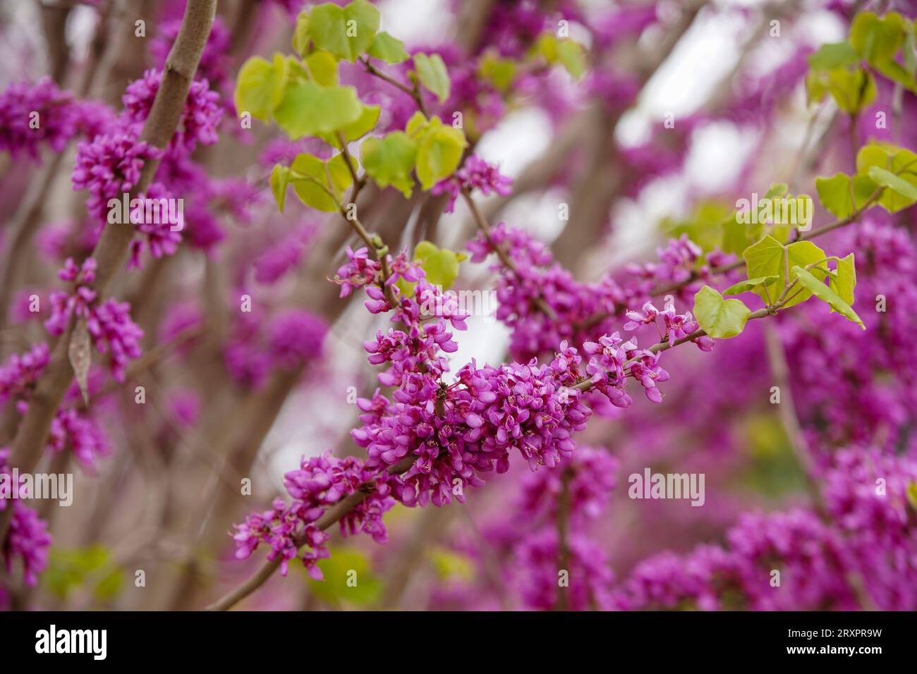 Wunderschöne Bauhinia Blumen im Park, Nordchina Stockfoto