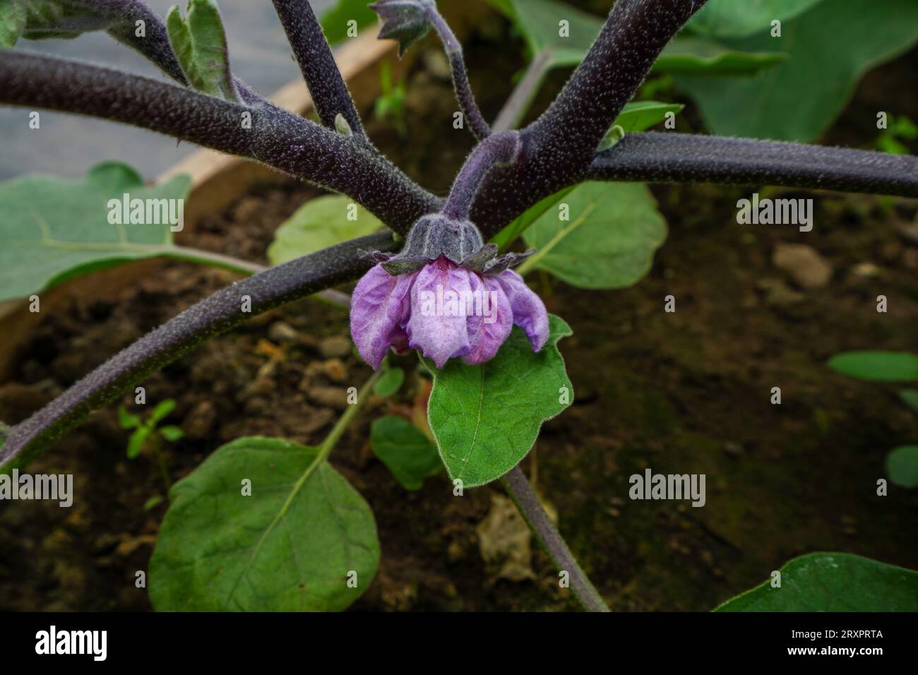 Auberginenblüten auf der Plantage in Nordchina Stockfoto