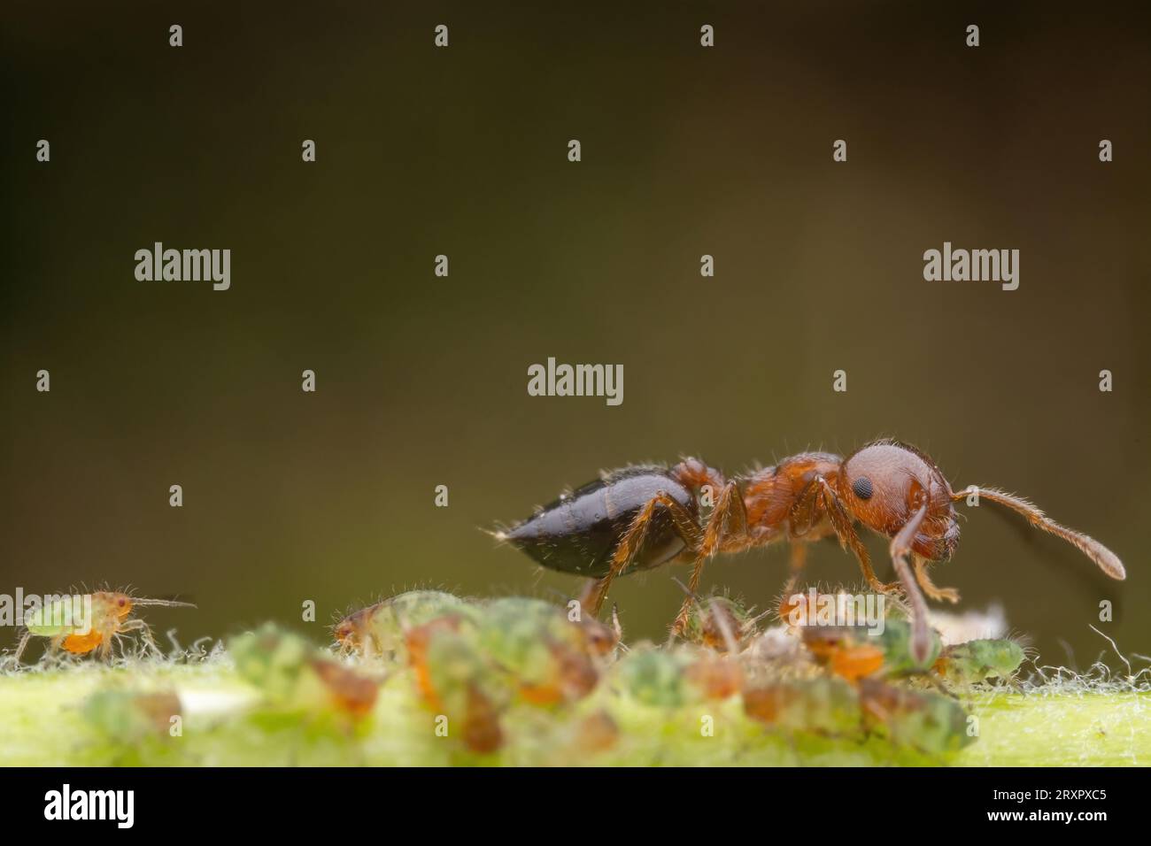 Ameisen klopfen auf Blattläuse, um Nektar auf den Blättern zu sezernieren Stockfoto