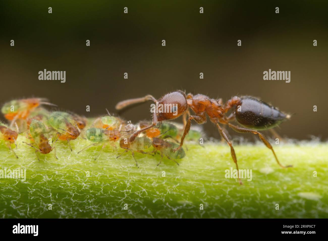 Ameisen klopfen auf Blattläuse, um Nektar auf den Blättern zu sezernieren Stockfoto