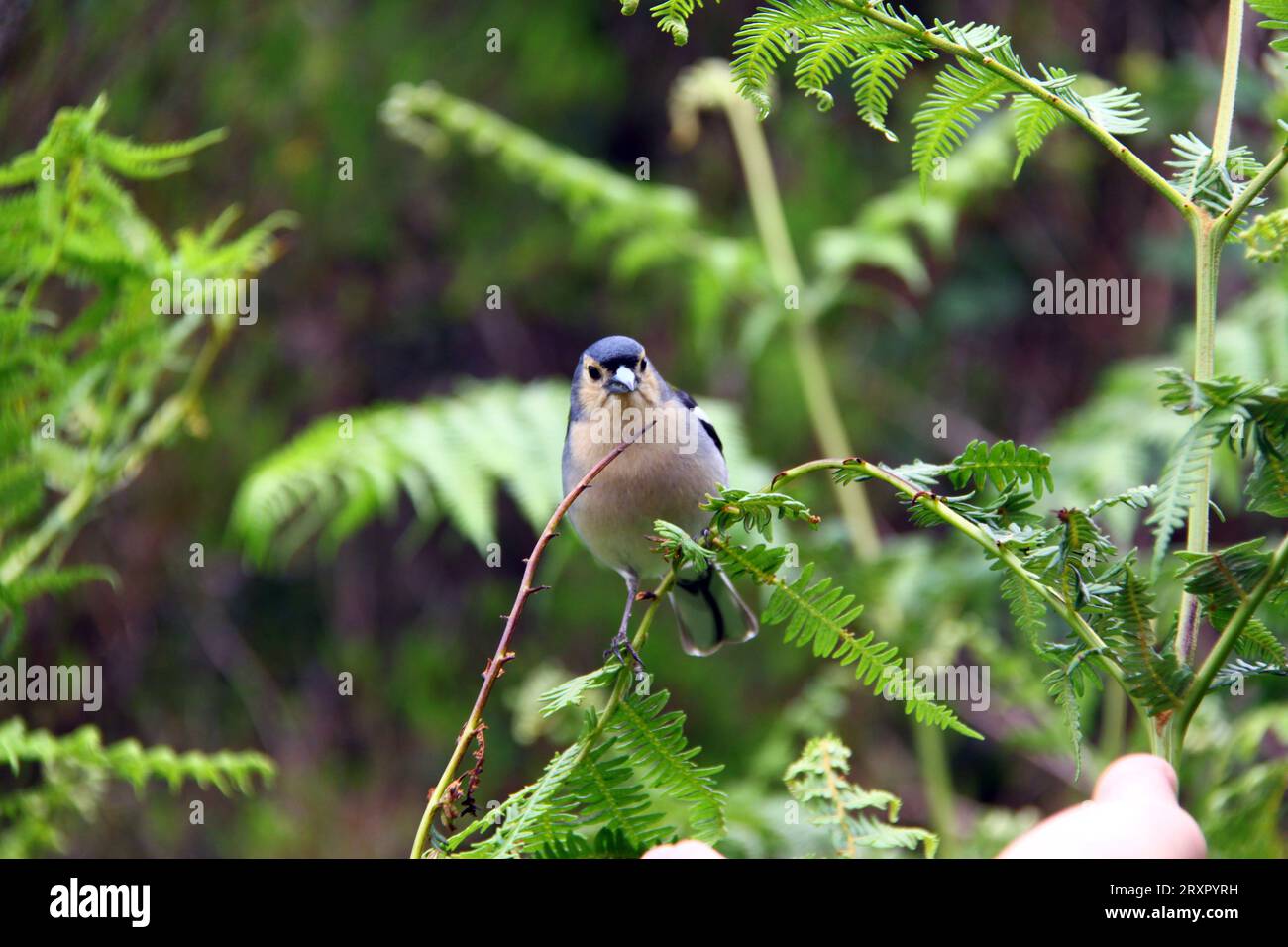 Ein kleiner Vogel sitzt in einem Ast im Wald Stockfoto