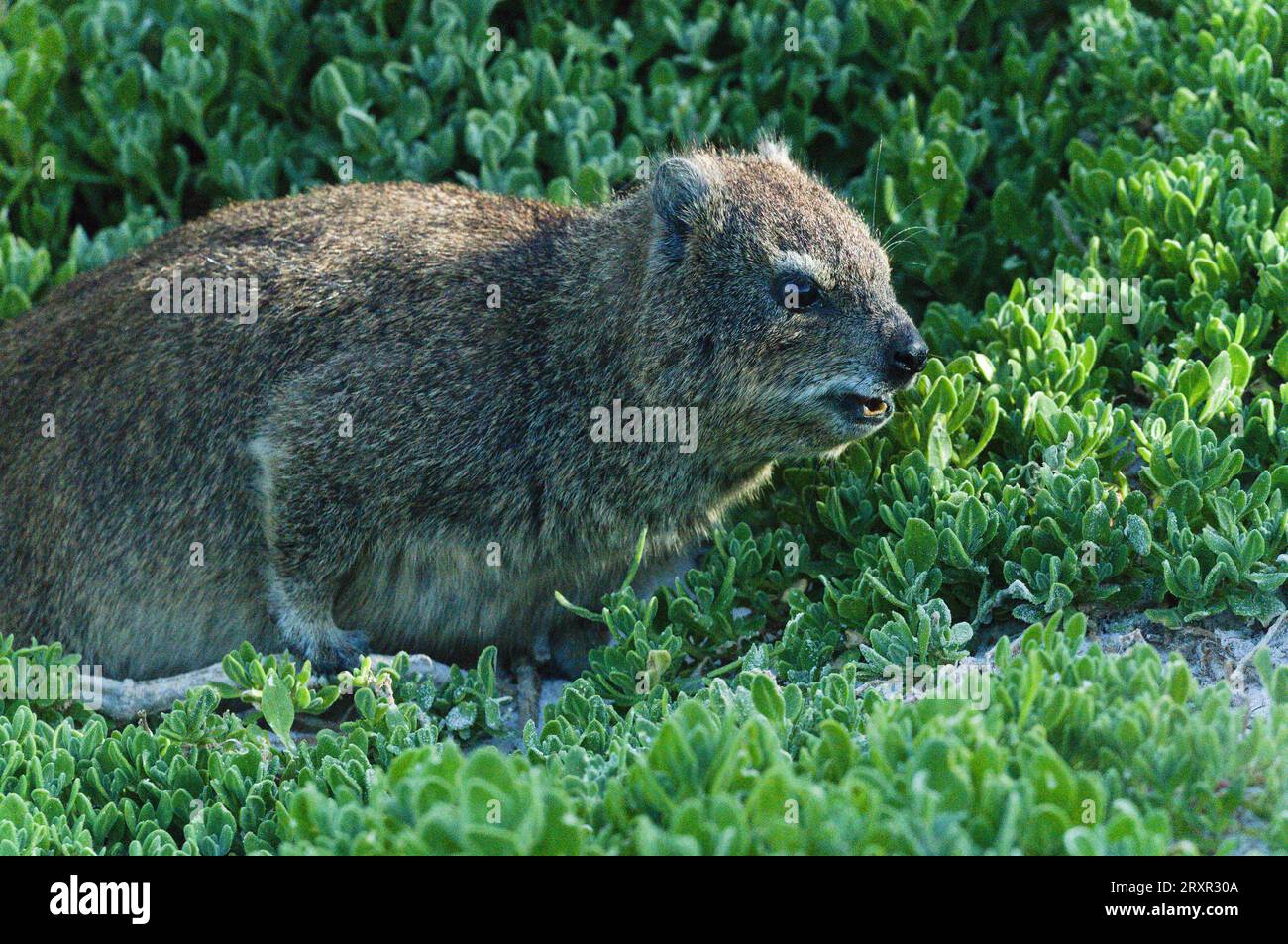 Rock Hyrax, auch Dassie genannt, ist ein Nagetier, das interessanterweise einen gemeinsamen Vorfahren mit Elefanten teilt. Stockfoto