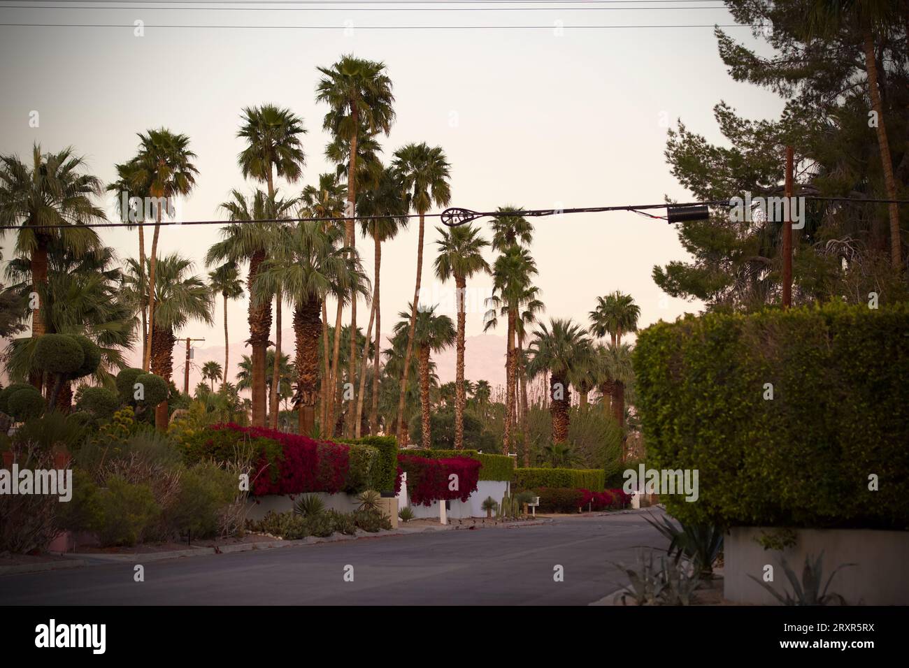 Ein warmer Sonnenuntergang mit Palmen auf einer üppigen Wohnstraße in Palm Springs, Kalifornien. Viel Pflanzenleben und ein tiefes warmes rotes Leuchten. Stockfoto